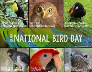 National Bird Day Picture smaller